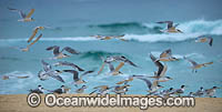 Crested Terns Bermagui Photo - Gary Bell