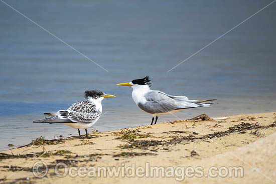 Crested Terns Bermagui photo Crested Terns Bermagui photo