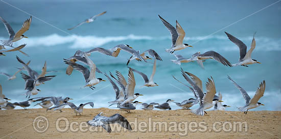 Crested Terns Bermagui photo Crested Terns Bermagui photo