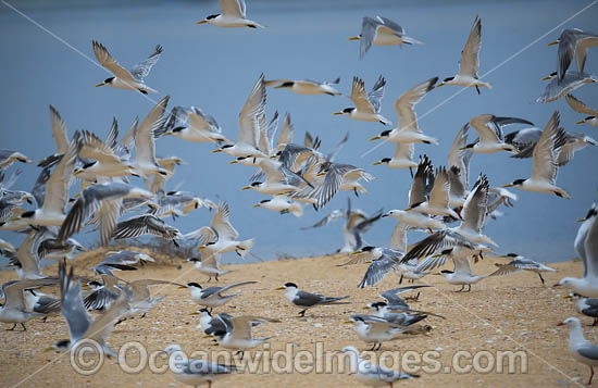 Crested Terns Lake Wallaga photo Crested Terns Lake Wallaga photo