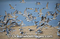 Crested Terns Lake Wallaga Photo - Gary Bell