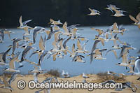 Crested Terns Lake Wallaga Photo - Gary Bell