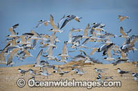 Crested Terns Lake Wallaga Photo - Gary Bell