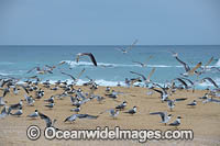 Crested Terns Bermagui Photo - Gary Bell