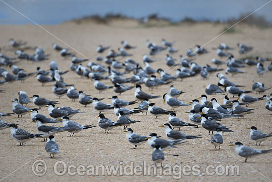 Crested Terns Bermagui photo Crested Terns Bermagui photo