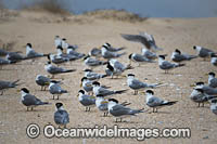 Crested Terns Bermagui Photo - Gary Bell