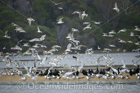 Silver Gulls Crested Terns photo Silver Gulls Crested Terns photo