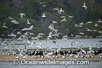 Silver Gulls Crested Terns Photo - Gary Bell