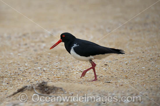 Pied Oystercatcher Bermagui photo