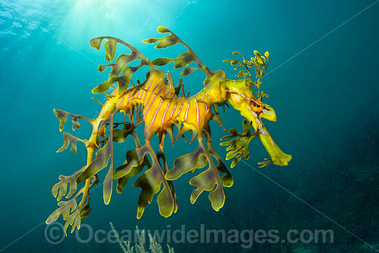 Leafy Seadragon photo Leafy Seadragon photo