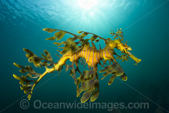 Leafy Seadragon photo Leafy Seadragon photo