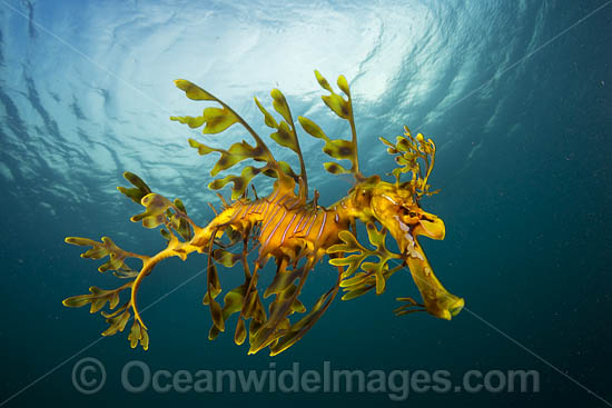 Leafy Seadragon photo Leafy Seadragon photo