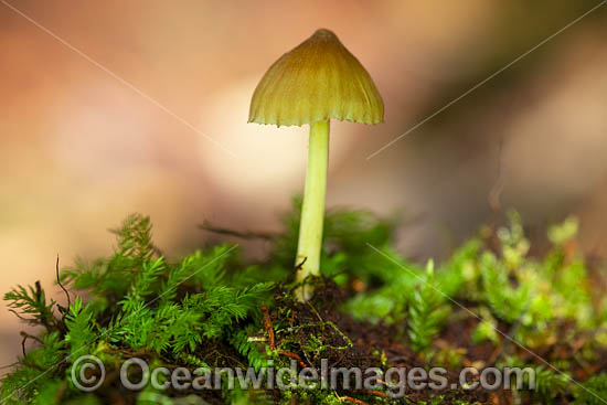 Rainforest Fungi Coffs photo Rainforest Fungi Coffs photo