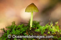 Rainforest Fungi Coffs Photo - Gary Bell