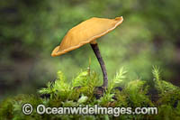 Rainforest Fungi Coffs Photo - Gary Bell