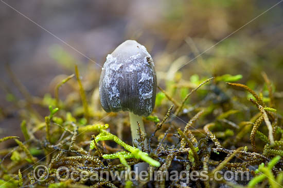 Rainforest Fungi Coffs photo Rainforest Fungi Coffs photo