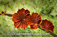 Rainforest Fungi Coffs Photo - Gary Bell