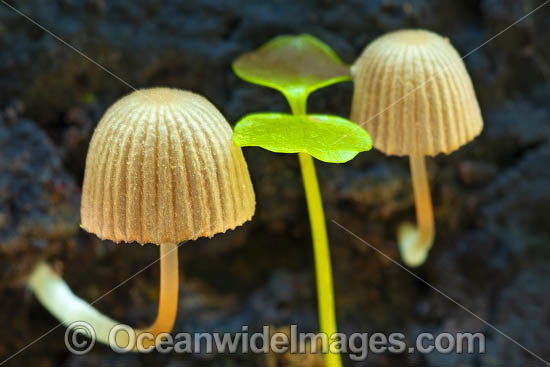 Rainforest Fungi photo Rainforest Fungi photo
