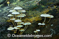 Rainforest Fungi Coffs Photo - Gary Bell
