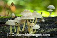 Rainforest Fungi Coffs Photo - Gary Bell