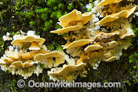 Rainforest Fungi Photo - Gary Bell