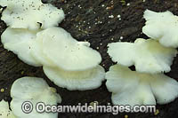 Rainforest Fungi Coffs Photo - Gary Bell