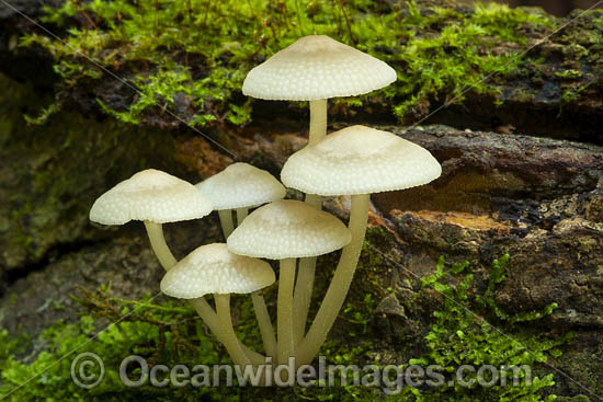 Rainforest Fungi photo Rainforest Fungi photo