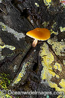 Rainforest Fungi Coffs Photo - Gary Bell