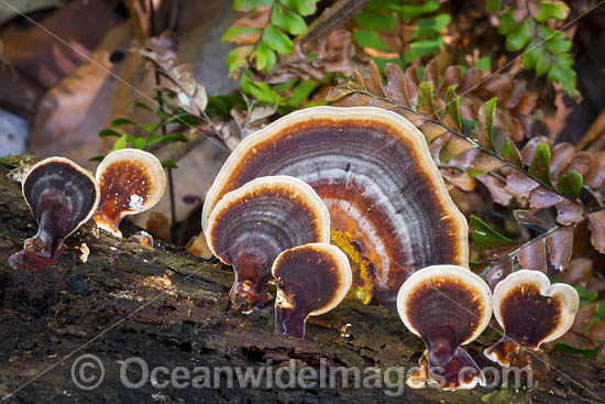 Rainforest Fungi photo Rainforest Fungi photo