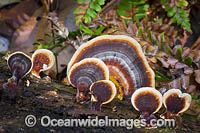 Rainforest Fungi Photo - Gary Bell