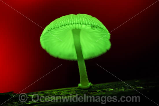 Bioluminescent Fungi photo Bioluminescent Fungi photo
