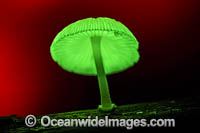 Bioluminescent Fungi Photo - Gary Bell