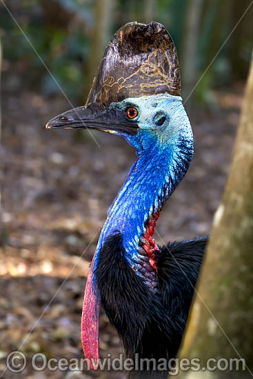 Southern Cassowary Dangerous bird photo