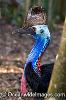 Southern Cassowary Dangerous bird Photo - Gary Bell