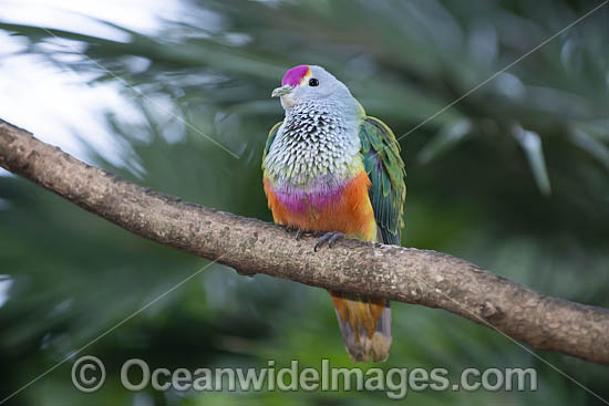 Rose-crowned Fruit Dove photo