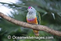 Rose-crowned Fruit Dove Photo - Gary Bell