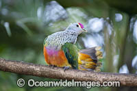 Rose-crowned Fruit Dove Photo - Gary Bell