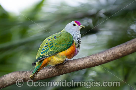 Rose-crowned Fruit Dove photo Rose-crowned Fruit Dove photo