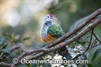 Rose-crowned Fruit Dove Photo - Gary Bell