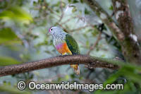 Rose-crowned Fruit Dove Photo - Gary Bell