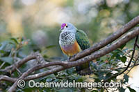 Rose-crowned Fruit Dove Photo - Gary Bell