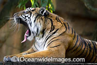 Sumatran Tiger Photo - Gary Bell