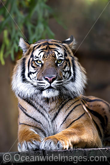Sumatran Tiger photo