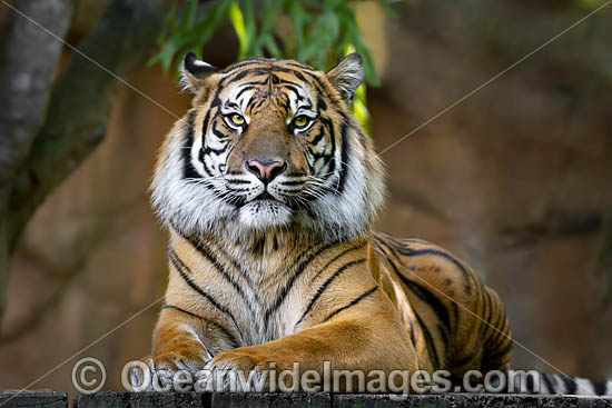 Sumatran Tiger photo Sumatran Tiger photo