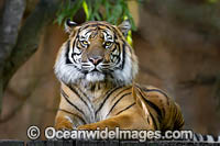 Sumatran Tiger Photo - Gary Bell