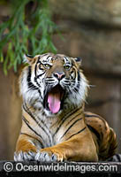 Sumatran Tiger Photo - Gary Bell