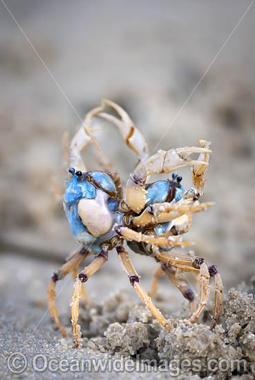 Soldier Crabs photo Soldier Crabs photo