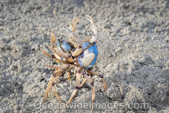 Soldier Crabs photo Soldier Crabs photo