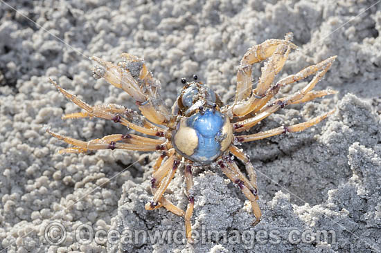 Soldier Crabs photo Soldier Crabs photo