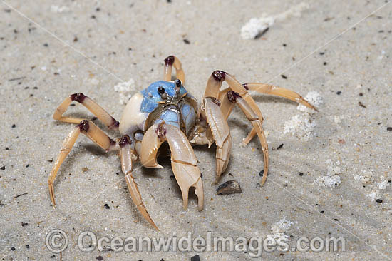 Soldier Crab photo Soldier Crab photo